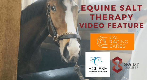 Equine Salt Therapy 030421