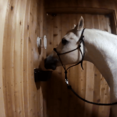 A White Horse Stands In A Wood Paneled Room As It Breathes In A Salt Therapy Treatment.