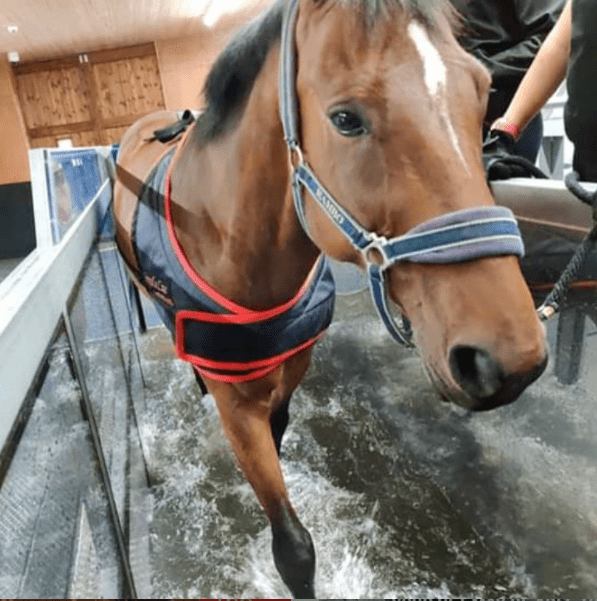 A Horse Relaxes In A Water Bath As It Receives A Halotherapy Treatment