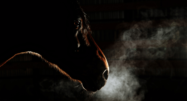Improve The Respiratory Health Of Your Horse With Equine Salt Therapy